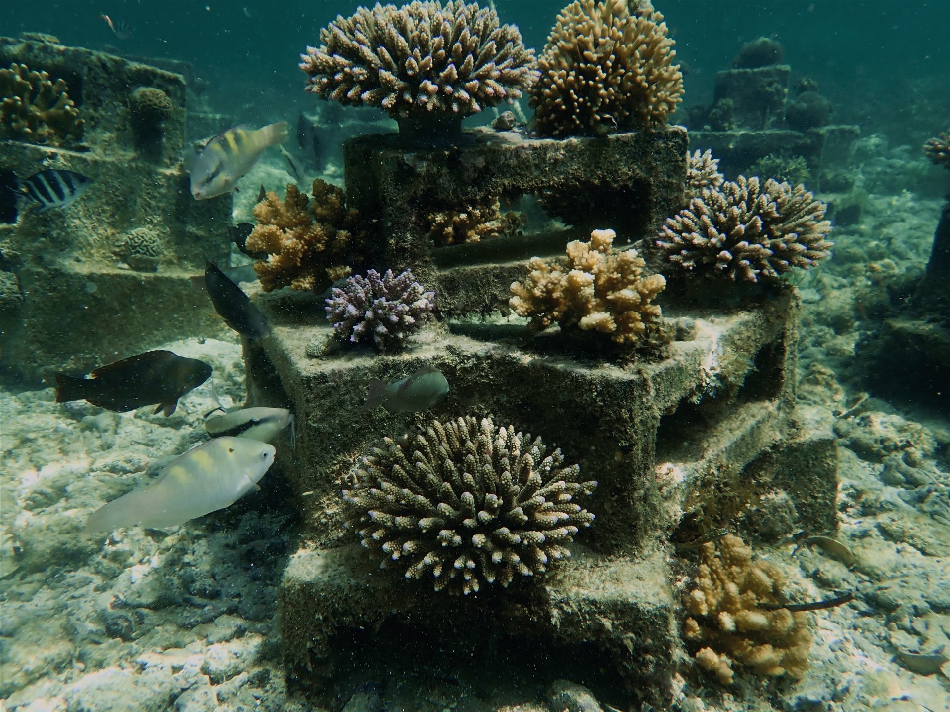 REEL Kilifi: Coral Guardian Partnership